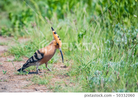 Eurasian hoopoe or Upupa epops in sits in grass in steppe Eurasian hoopoe or Upupa epops in sits in grass in steppe 50332060