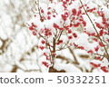 雪和梅 50332251