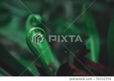 Green leaves pattern background. Young leaves 50332356