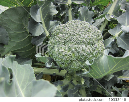 在該字段中的西蘭花 50332446