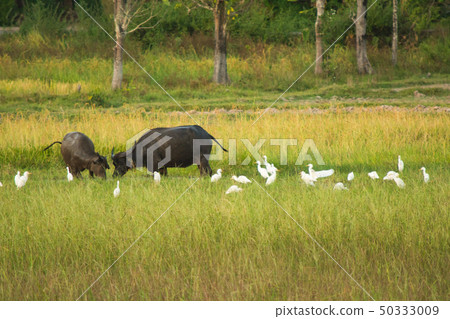 Buffalo and Heron, Bittern, Egret Bird In the 50333009