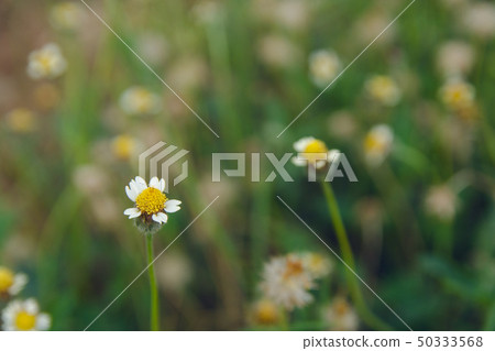 Coatbuttons, Mexican daisy, Tridax procumbens, 50333568