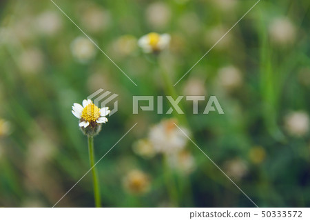 Coatbuttons, Mexican daisy, Tridax procumbens, Coatbuttons, Mexican daisy, Tridax procumbens, 50333572