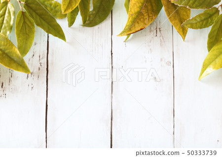 背材木紋hihatsu葉 背材木紋hihatsu葉 50333739