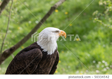Elegant wild bald eagle flying experience Elegant wild bald eagle flying experience 50334542