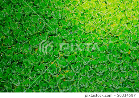 natural background natural background 50334597