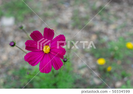blossom pinkflowers blossom pinkflowers 50334599