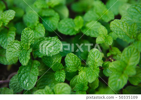 Green peppermint leaves background. Flat lay. 50335109