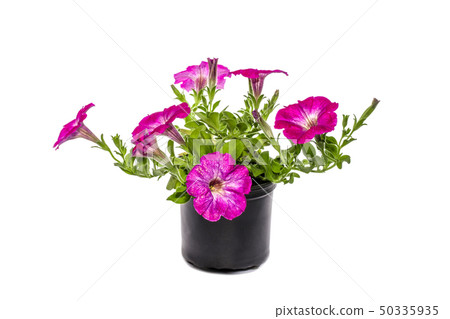 Petunia with pink flowers in a pot on a white 50335935