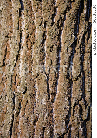 Detail of tree bark  50336130
