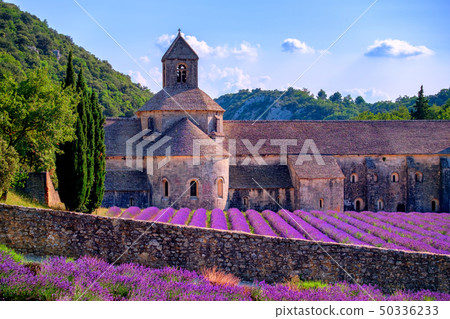 Lavender fields at Senanque, Provence, France Lavender fields at Senanque, Provence, France 50336233