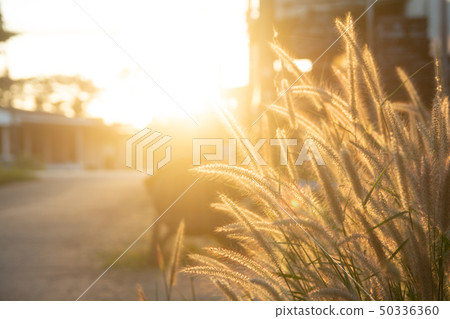 Desho grass, Pennisetum pedicellatum and sunlight 50336360