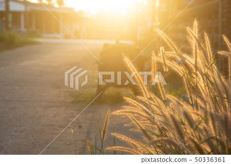 Desho grass, Pennisetum pedicellatum and sunlight 50336361