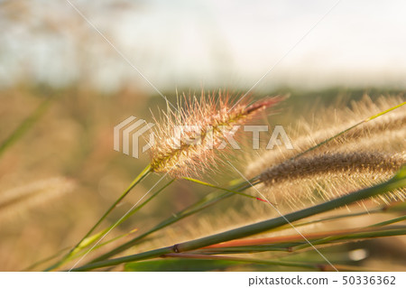 Desho grass, Pennisetum pedicellatum and sunlight 50336362