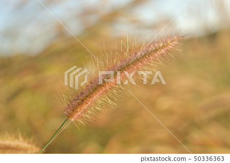 Desho grass, Pennisetum pedicellatum and sunlight 50336363