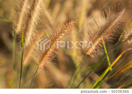 Desho grass, Pennisetum pedicellatum and sunlight Desho grass, Pennisetum pedicellatum and sunlight 50336368