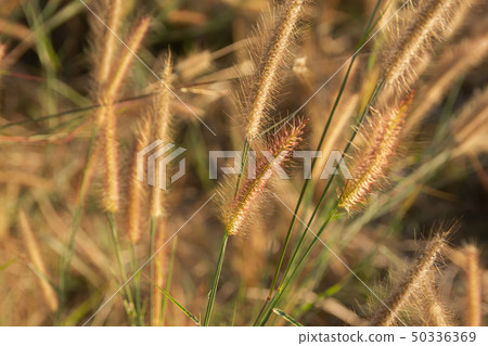 Desho grass, Pennisetum pedicellatum and sunlight 50336369