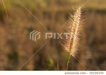 Desho grass, Pennisetum pedicellatum and sunlight Desho grass, Pennisetum pedicellatum and sunlight 50336370