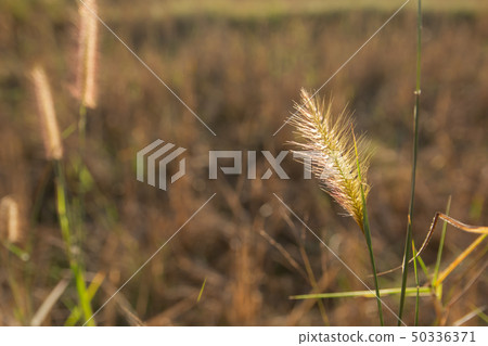 Desho grass, Pennisetum pedicellatum and sunlight 50336371