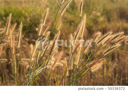 Desho grass, Pennisetum pedicellatum and sunlight Desho grass, Pennisetum pedicellatum and sunlight 50336372
