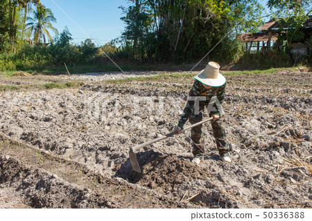 Gardener woman holding hoe. doing vegetable garden Gardener woman holding hoe. doing vegetable garden 50336388