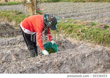 Gardener woman growing Sweet Potatoes in her 50336455