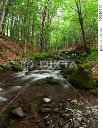 Woodland Stream. 50336561