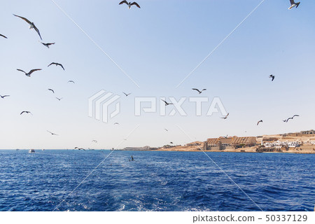 Seagulls are diving in water to catch food. Seagulls are diving in water to catch food. 50337129
