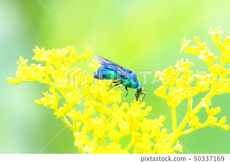 Oseibo and Ominaesi flowers 50337169