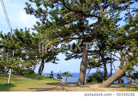 Hayama (summer) 50338288