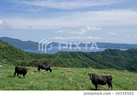 Grazing scenery of Oki Chihusato Island 50338503