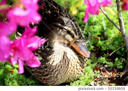 Duck to take a nap with azalea Duck to take a nap with azalea 50338609
