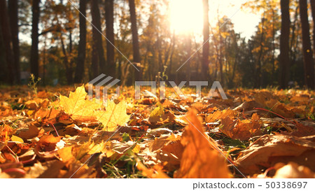 Autumn leaves on ground with sunlight rays. 50338697