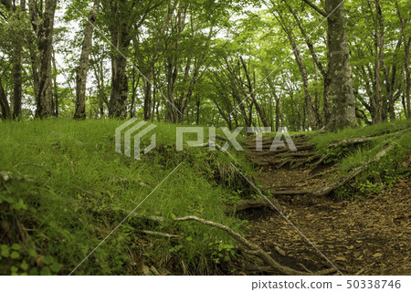 Tanzawa trekking tree road Tanzawa trekking tree road 50338746