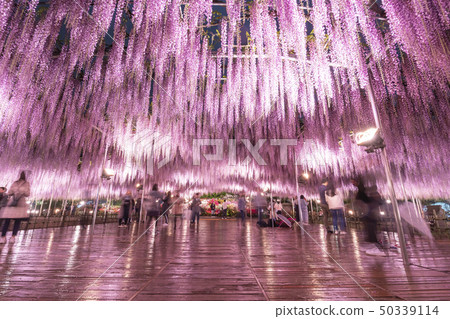 足利花卉公園Ototo點亮和遊客 50339114