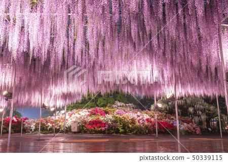 足利花園Ofuji和杜鵑花點亮了 足利花園Ofuji和杜鵑花點亮了 50339115