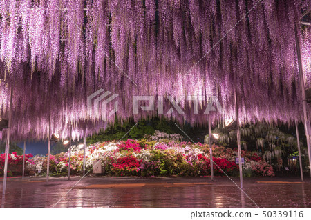 足利花園Ofuji和杜鵑花點亮了 足利花園Ofuji和杜鵑花點亮了 50339116
