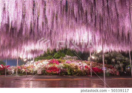 Ashikaga Flower Park Ofuji and Azalea lit up 50339117