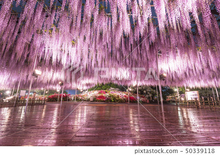 足利花園Ofuji和杜鵑花點亮了 足利花園Ofuji和杜鵑花點亮了 50339118