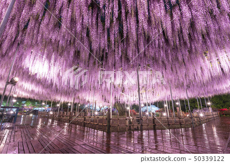 足利花卉公園Onagato點亮 足利花卉公園Onagato點亮 50339122