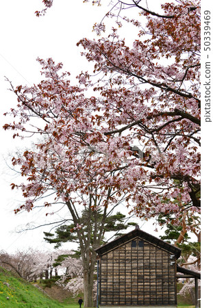 Photographing the scenery of the park and some Someo Yoshino in full bloom in Goryokaku Park in Hakodate, Hokkaido Photographing the scenery of the park and some Someo Yoshino in full bloom in Goryokaku Park in Hakodate, Hokkaido 50339469