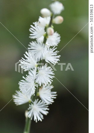 Inu Shōma Inu Shōma 50339613