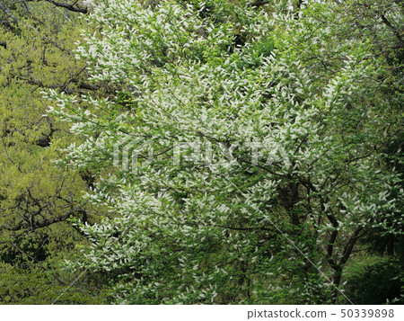 Uwamizuzakura Uwamizuzakura 50339898