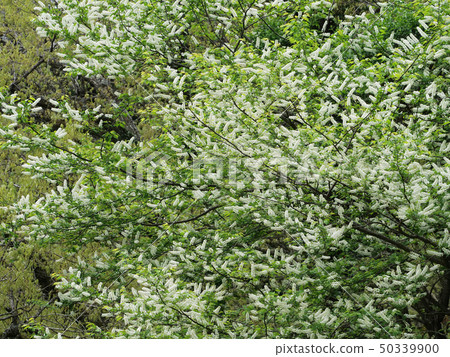 Uwamizuzakura Uwamizuzakura 50339900