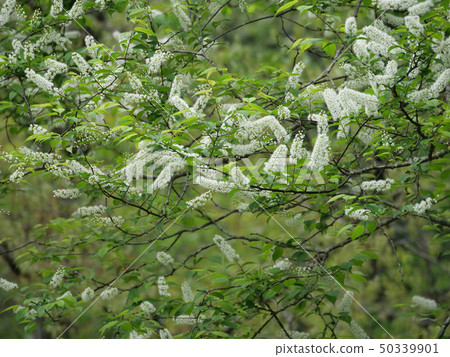 Uwamizuzakura Uwamizuzakura 50339901