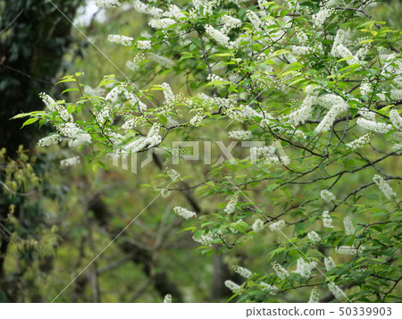 Uwamizuzakura Uwamizuzakura 50339903