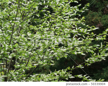 Uwamizuzakura Uwamizuzakura 50339904