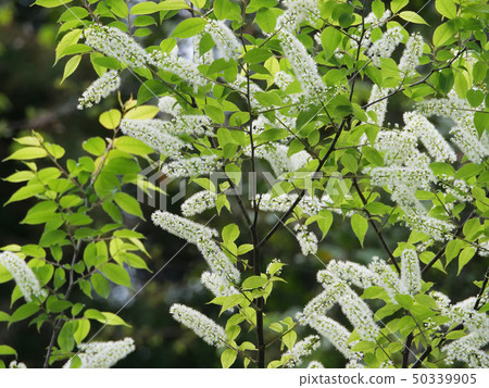 Uwamizuzakura Uwamizuzakura 50339905