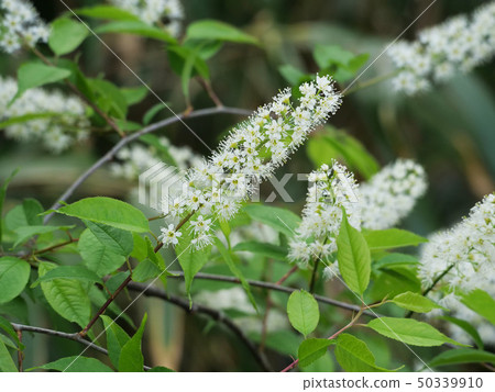 Uwamizuzakura Uwamizuzakura 50339910