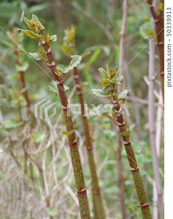 日本虎杖 50339913